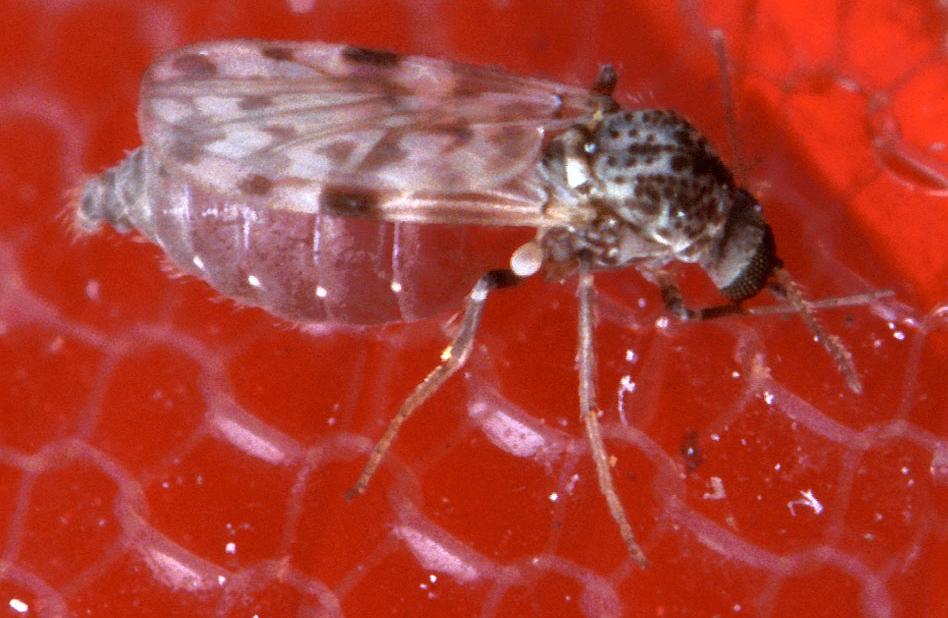 Close-up of a biting midge, the insect that spreads Shamonda virus